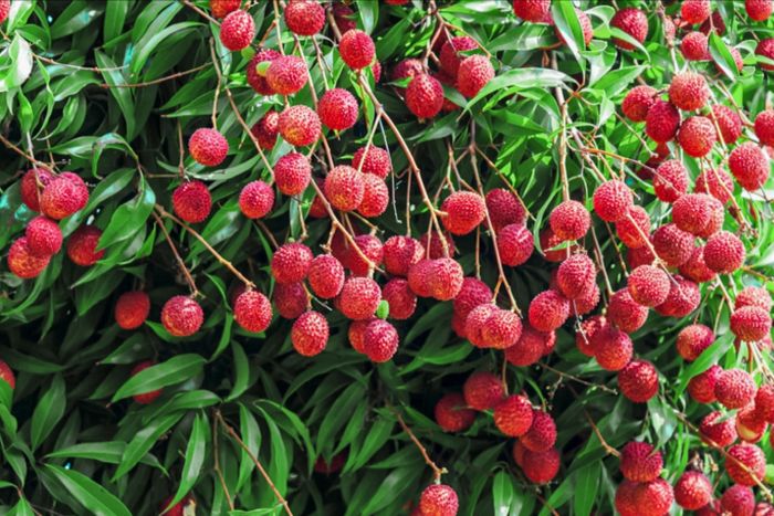 How to plant a lychee tree