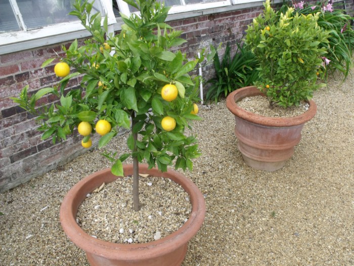 Best place to plant a lemon tree