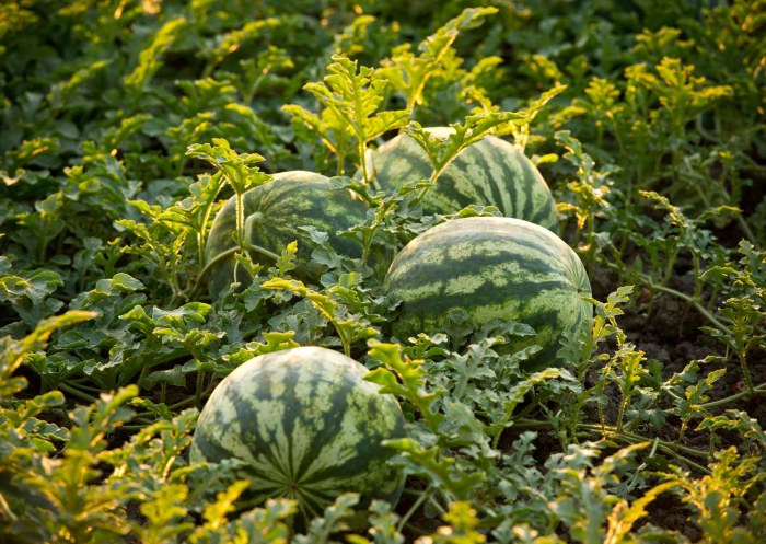 How to plant a watermelon seeds