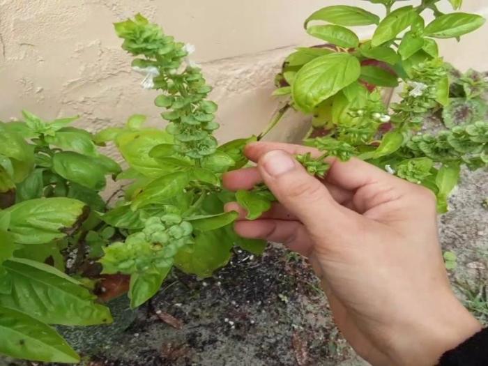 Basil grow growing seed seedling