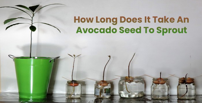 Avocado planting seeds germination germinate pots