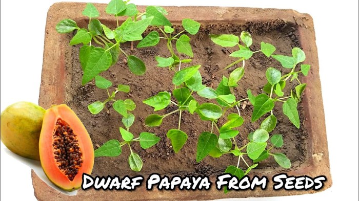 Papaya grow seed