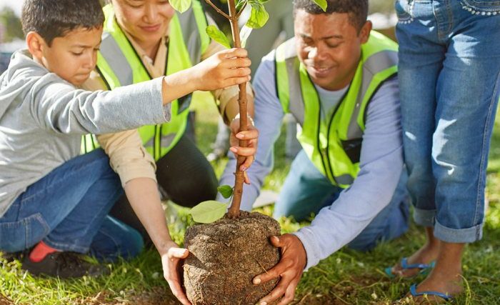 Plant bare root tree