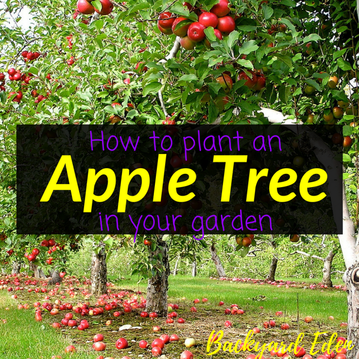 How close can you plant apple trees