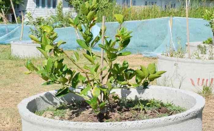 How to plant key lime tree