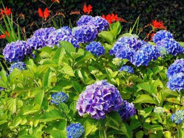 Where to plant hydrangea tree