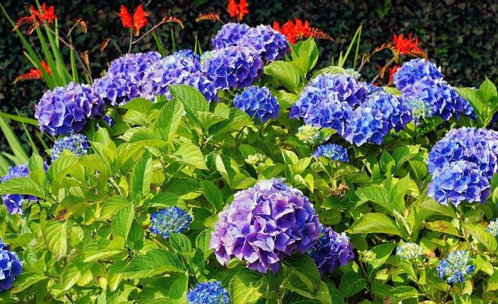 Where to plant hydrangea tree