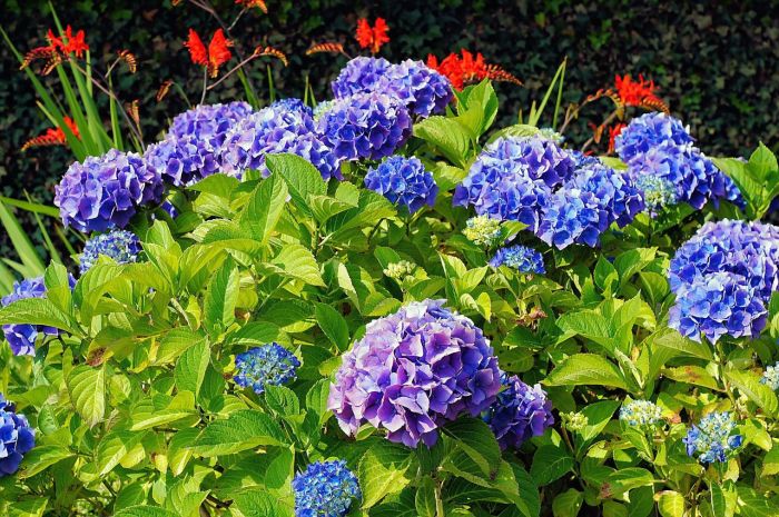 Where to plant hydrangea tree