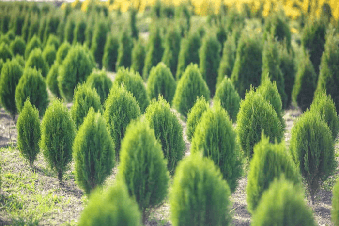 Best pine trees to plant