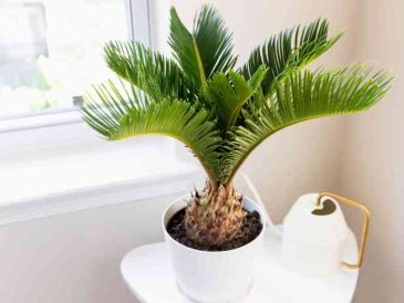 Small palm tree looking plant