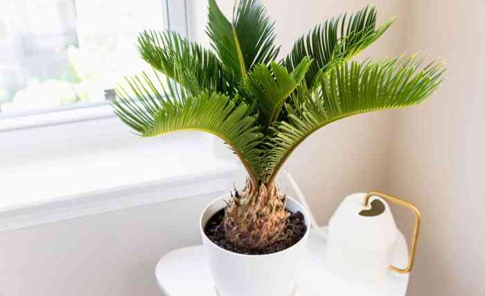 Small palm tree looking plant