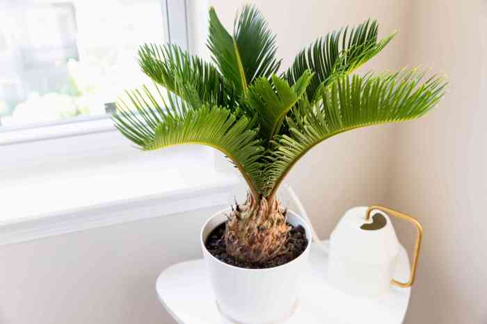 Small palm tree looking plant