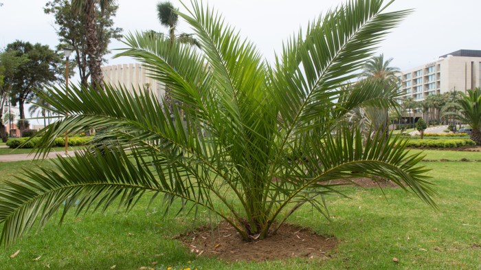 Small palm tree looking plant