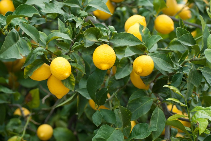 When plant lemon tree