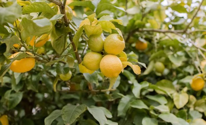 When plant lemon tree