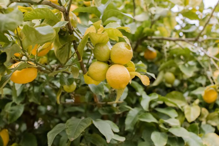 When plant lemon tree