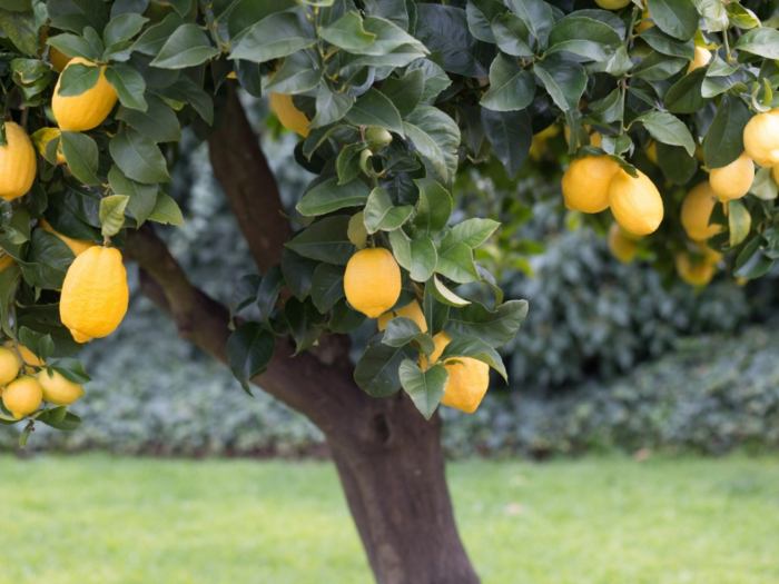 Best place to plant a lemon tree