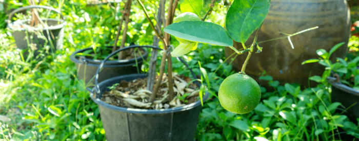 Lime trees key tree plant garden gardenguides guides saved