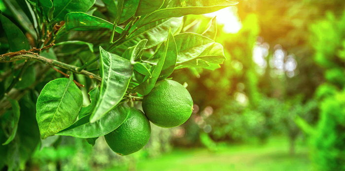 How to plant key lime tree