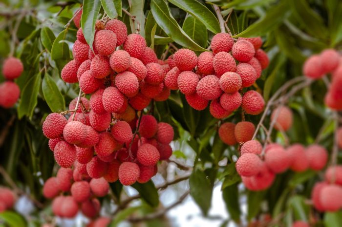 How to plant a lychee tree