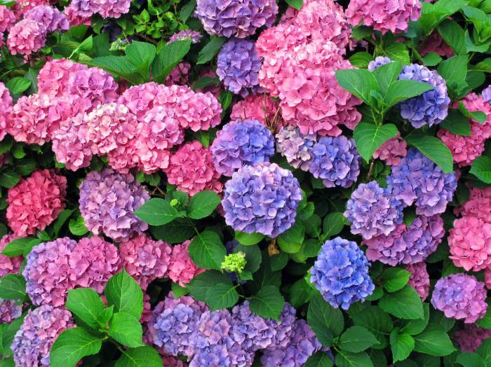 Where to plant hydrangea tree