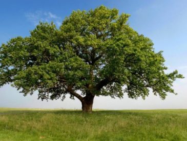 Best trees to plant in nebraska