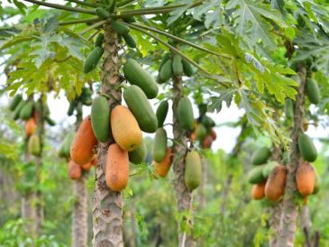 How to plant papaya tree from seeds