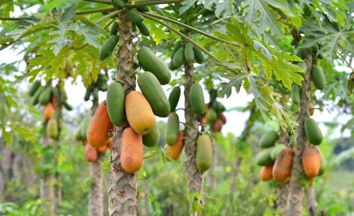 How to plant papaya tree from seeds