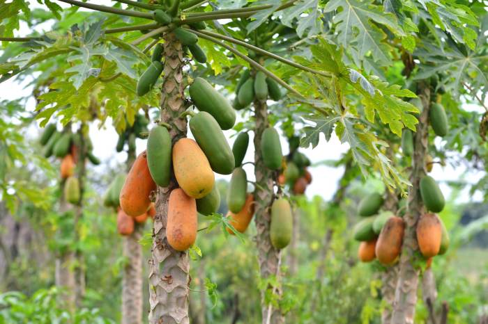 How to plant papaya tree from seeds