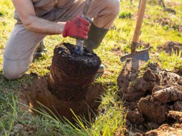 Plant trees in clay soil