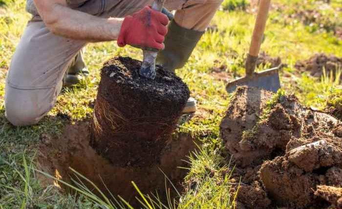 Plant trees in clay soil