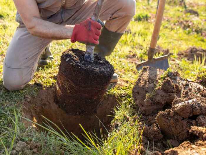 Plant trees in clay soil