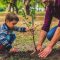 Plant Trees in Someones Name A Living Legacy