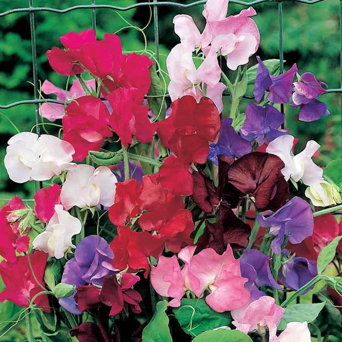 Sweet pea plant seeds