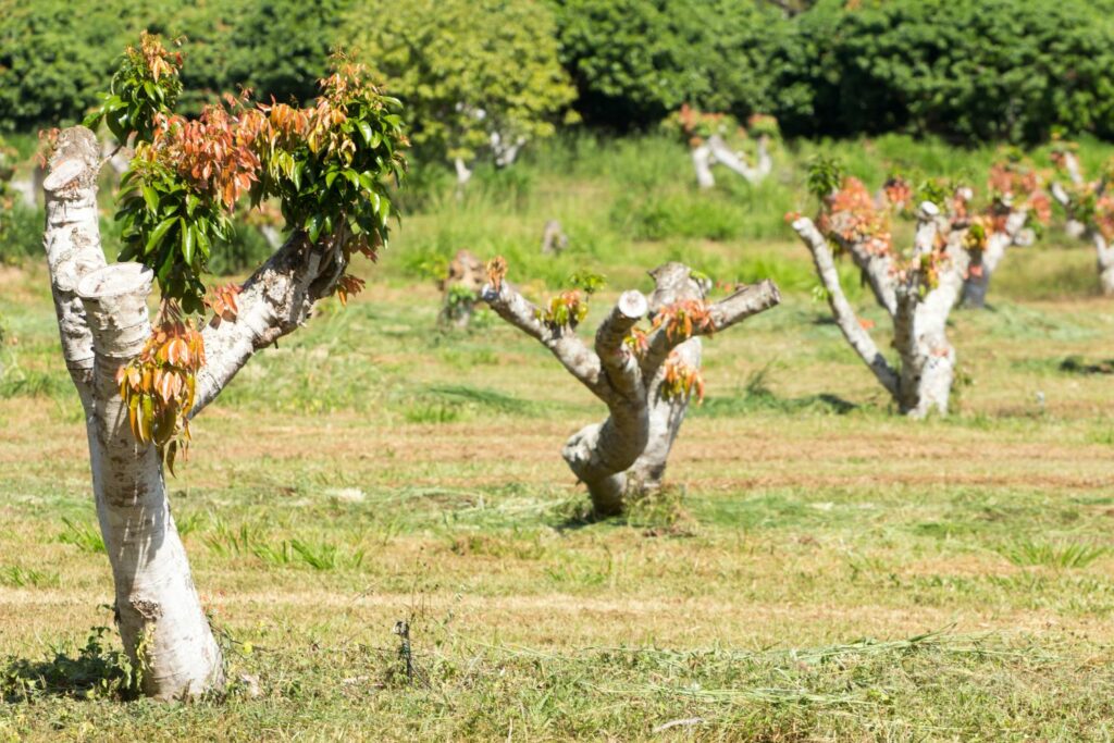 Lychee tree fruit trees growing grow care