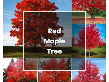 How to plant red maple tree seeds