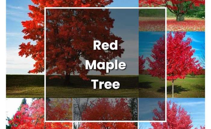 How to plant red maple tree seeds