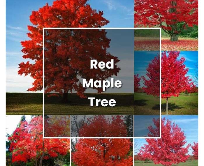 How to plant red maple tree seeds