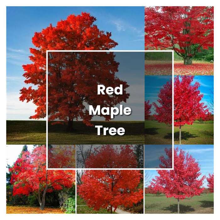 How to plant red maple tree seeds