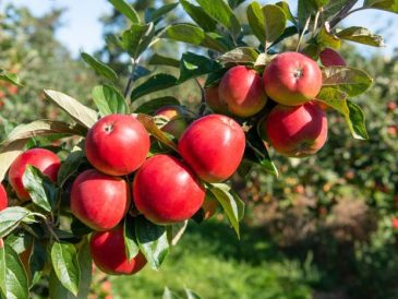 When to plant apple.trees