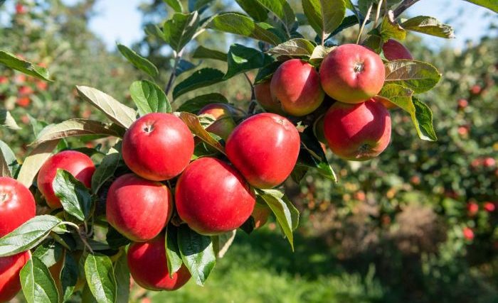 When to plant apple.trees