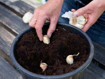 Garlic seeds to plant