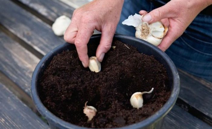 Garlic seeds to plant