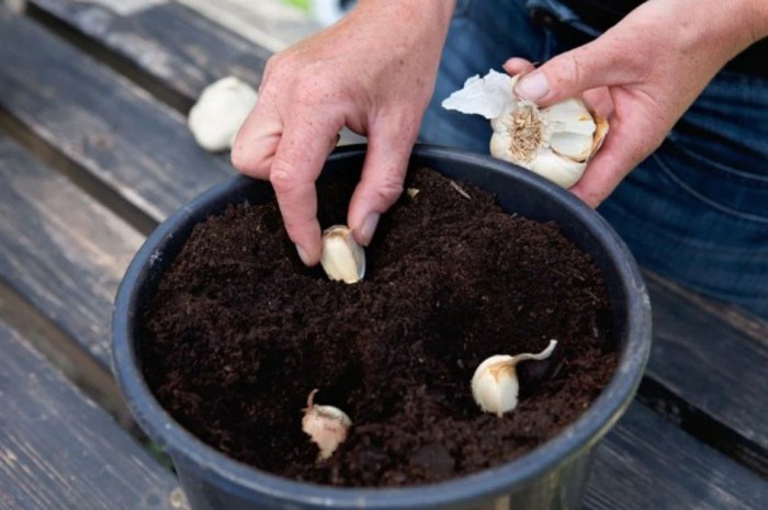 Garlic seeds to plant