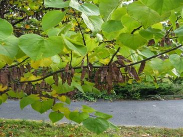 How to plant redbud tree seeds