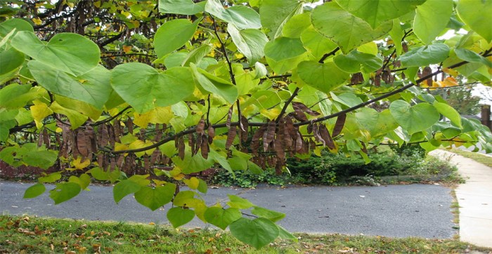 How to plant redbud tree seeds