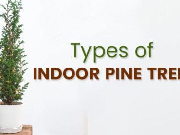 Indoor pine tree plant care