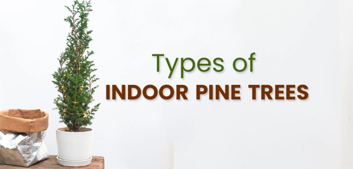 Indoor pine tree plant care