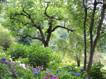 Bushes to plant under trees