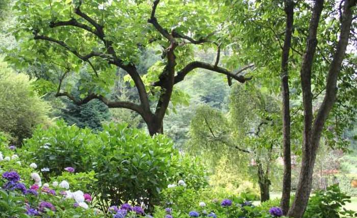 Bushes to plant under trees